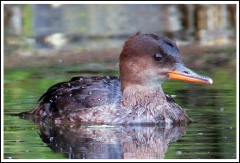 BootlegHoodedMerganserSept2018-IMG_4422_edited-1