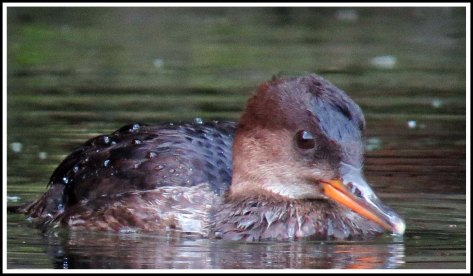 BootlegHoodedMerganserSept2018-IMG_4426_edited-1