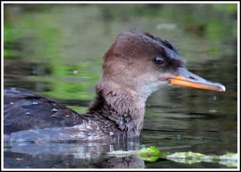 BootlegHoodedMerganserSept2018-IMG_4429_edited-1