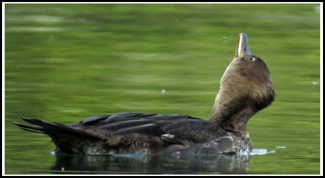 BootlegHoodedMerganserSept2018-IMG_4441_edited-1