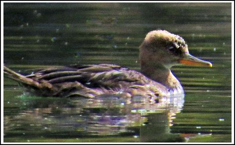 BootlegHoodedMerganserSept2018IMG_4373_edited-1