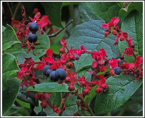 BootlegSalalSept2018-IMG_4611_edited-1