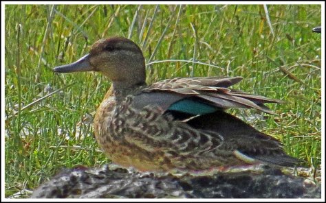 BootlegTealSept2018-IMG_4452_edited-1