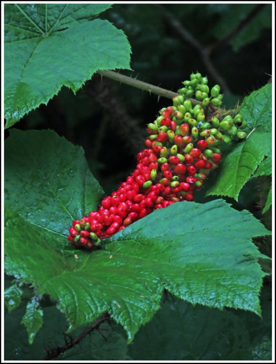 BotleneckDevil'sClubJul2018-IMG_6763_edited-1