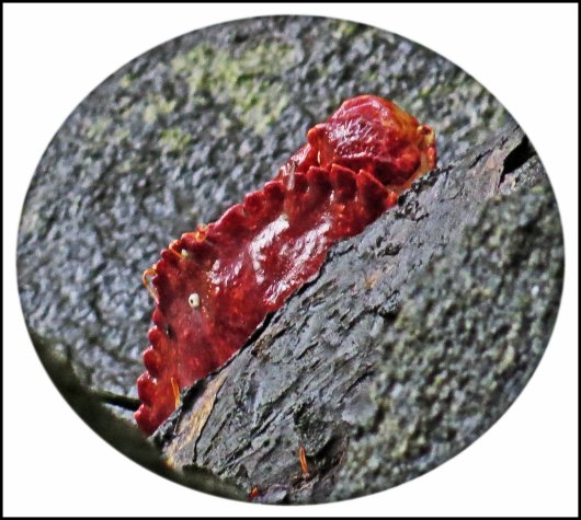 BottleneckCrabinLogJul2018-1