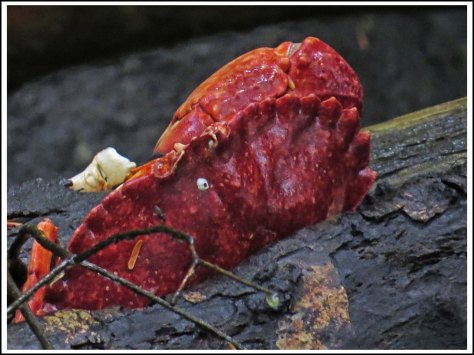 BottleneckCrabinLogJul2018-IMG_6733_edited-1