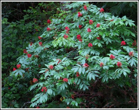 BottleneckElderberriesJul2018-IMG_6543_edited-1