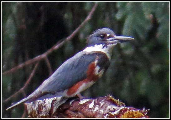 BottleneckKinfisherJul2018-IMG_6630_edited-1