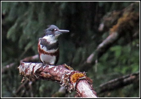 BottleneckKingfisherJul2018-IMG_6616_edited-2