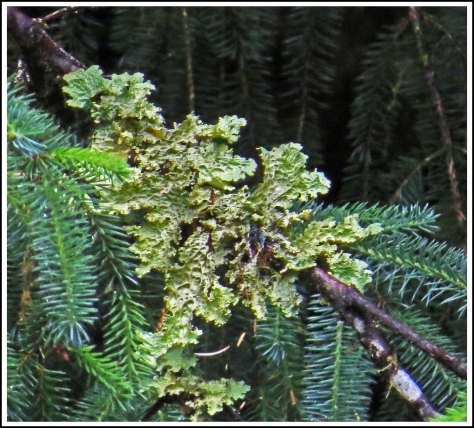 BottleneckLettuceLungwortJul2018-IMG_6522_edited-1