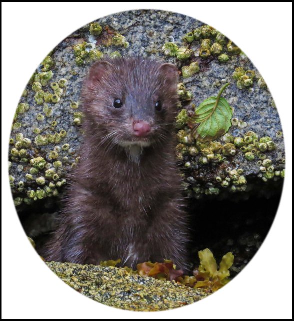 BottleneckMinkJul2018-20