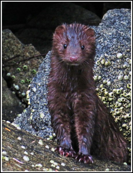 BottleneckMinkJul2018-IMG_6379_edited-1