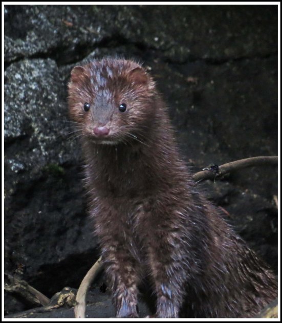 BottleneckMinkJul2018-IMG_6382_edited-1