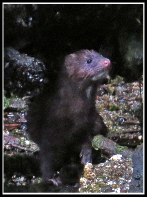 BottleneckMinkJul2018-IMG_6742_edited-1