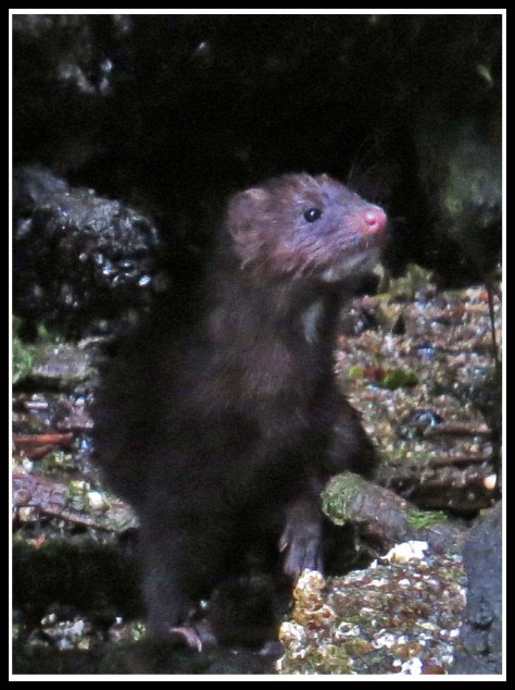 BottleneckMinkJul2018-IMG_6742_edited-1