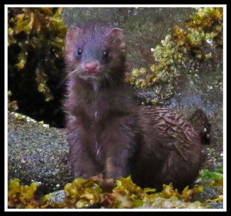 BottleneckMinkJul2018-IMG_6753_edited-1