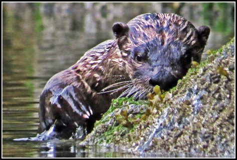 BottleneckOtterJul2018-IMG_6417_edited-1