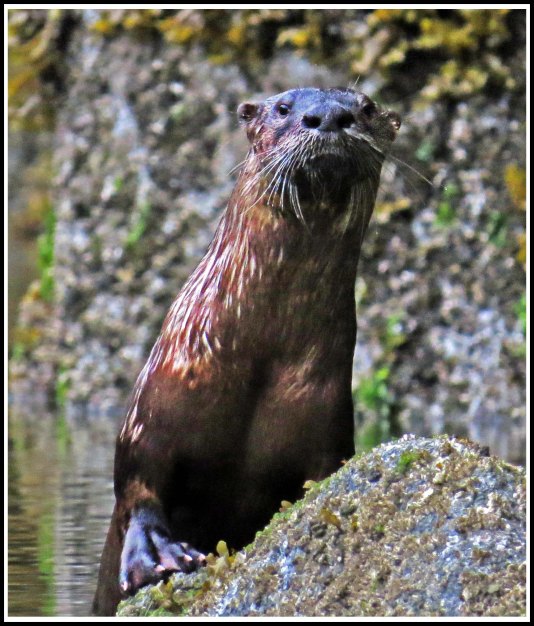 BottleneckOtterJul2018-IMG_6423_edited-1