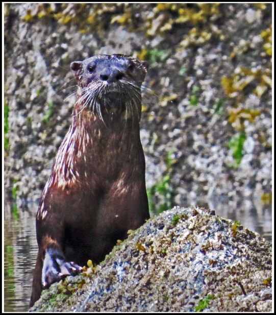 BottleneckOtterJul2019-IMG_6428_edited-1