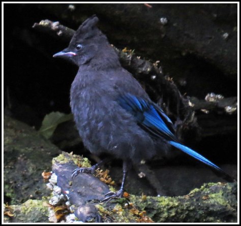 BottleneckSteller'sJay2Jul2018-IMG_6692_edited-1