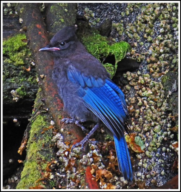 BottleneckSteller'sJayJul2018-IMG_6657_edited-1