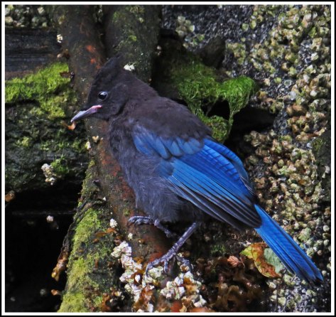 BottleneckSteller'sJayJul2018-IMG_6658_edited-1