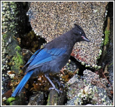 BottleneckSteller'sJayJul2018-IMG_6663_edited-1