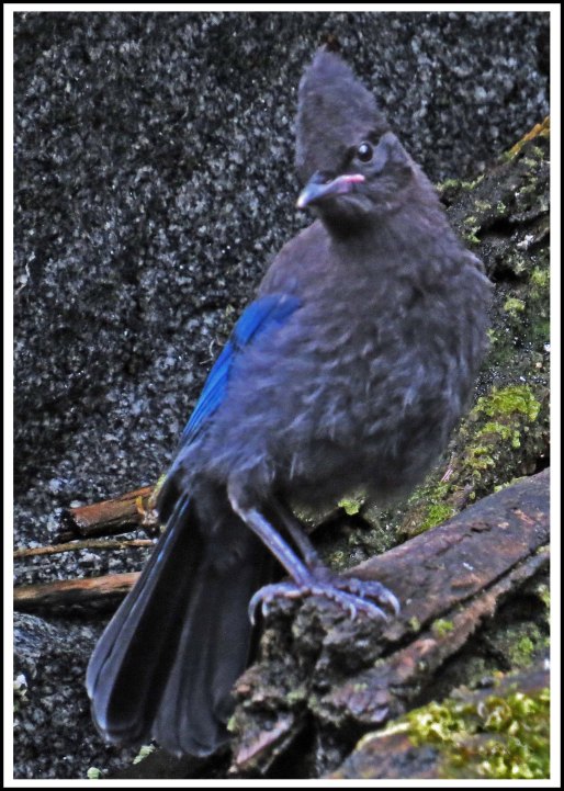 BottleneckSteller'sJayJul2018-IMG_6664_edited-1