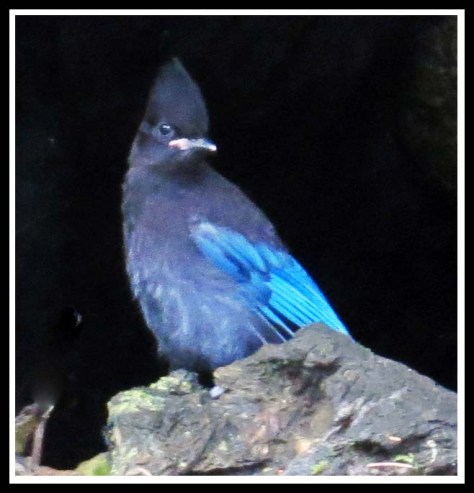 BottleneckSteller'sJayJul2018-IMG_6669_edited-1