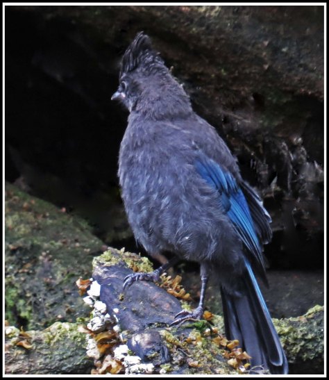 BottleneckSteller'sJayJul2018-IMG_6693_edited-1