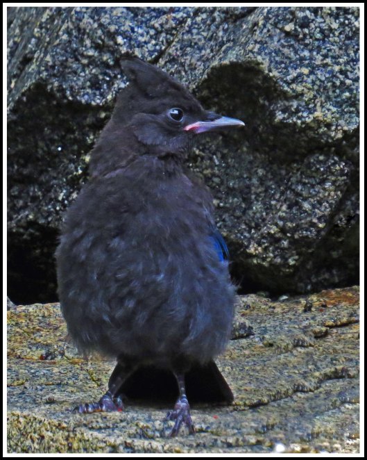 BottleneckSteller'sJayJul2018-IMG_6696_edited-1