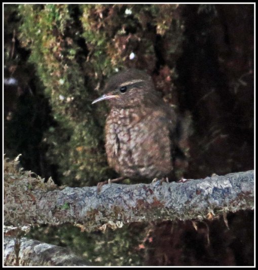 BottleneckWinterWrenJul2018-IMG_6548_edited-1