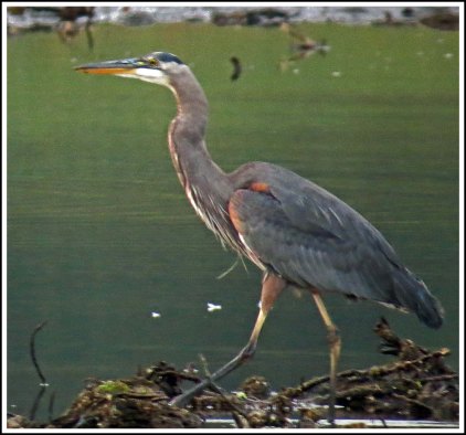 CamernHeronJul2018-IMG_9146_edited-1