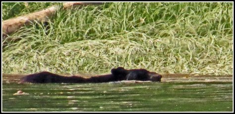 CameronBearJul2018-IMG_9080_edited-1