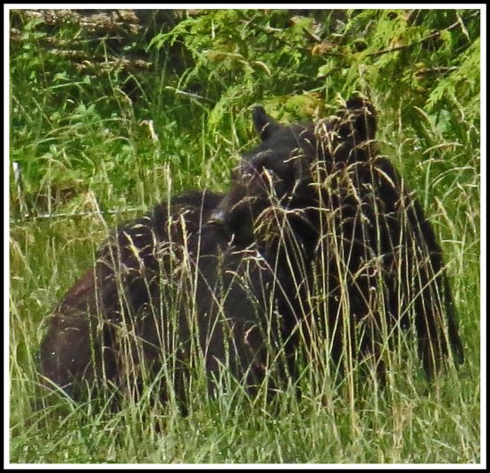 CameronBearJul2018-IMG_9110_edited-1