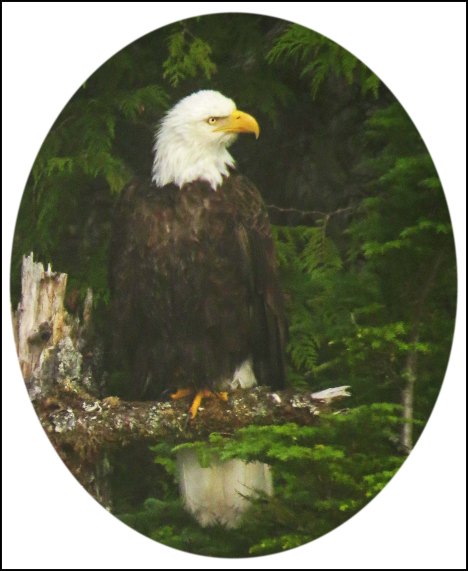 CameronEagleJul2018-11