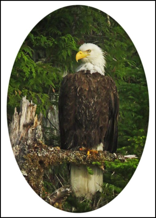 CameronEagleJul2018-12