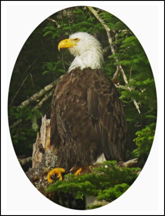 CameronEagleJul2018-14