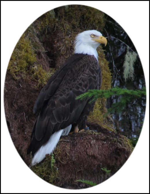 CameronEagleJul2018-4