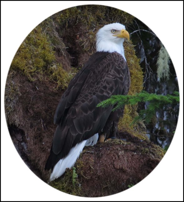 CameronEagleJul2018-6