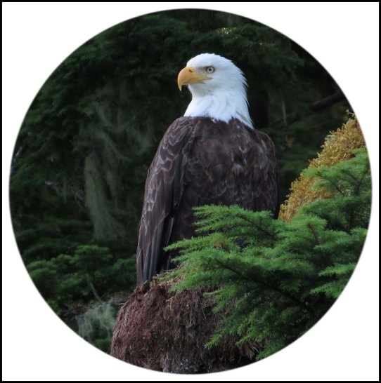 CameronEagleJul2018-8