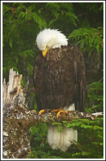 CameronEagleJul2018-IMG_9265_edited-1