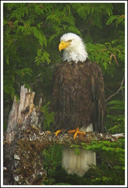 CameronEagleJul2018-IMG_9266_edited-1