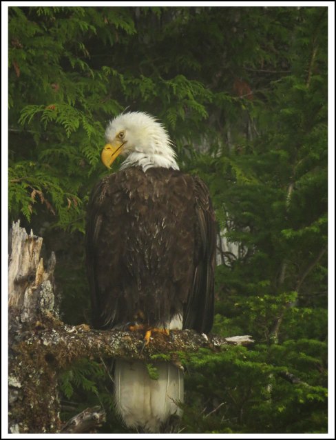 CameronEagleJul2018-IMG_9290_edited-1