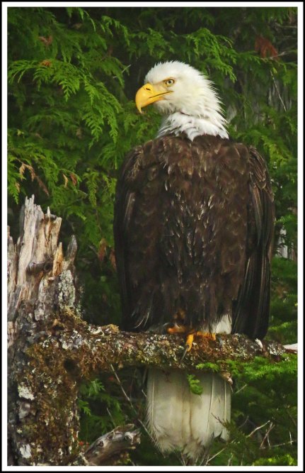 CameronEagleJul2018-IMG_9293_edited-1