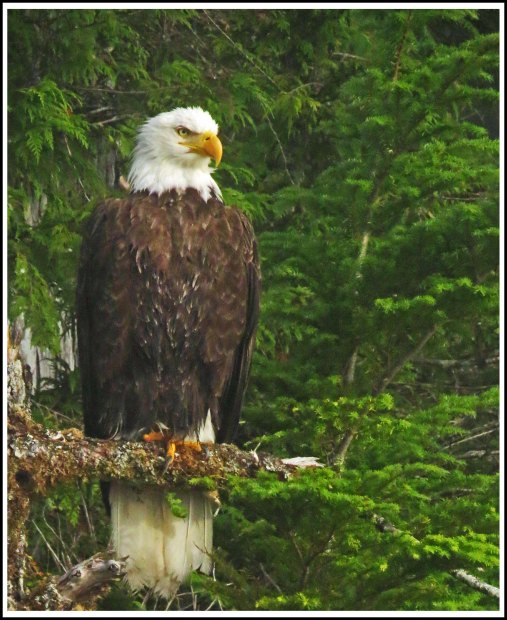 CameronEagleJul2018-IMG_9305 copy 2