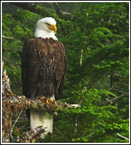 CameronEagleJul2018-IMG_9327_edited-1