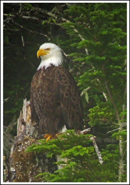 CameronEagleJul2018-IMG_9339_edited-1