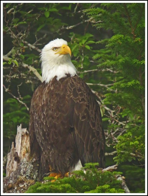 CameronEagleJul2018-IMG_9365_edited-1