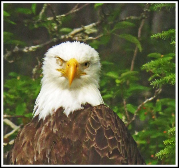 CameronEagleJul2018-IMG_9377_edited-1